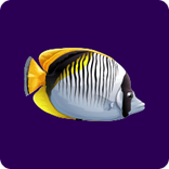 crystal-waters-bonus-fish.png