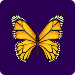tiger-treasure-buterfly.png