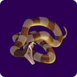 voodoo-magic-snake.png